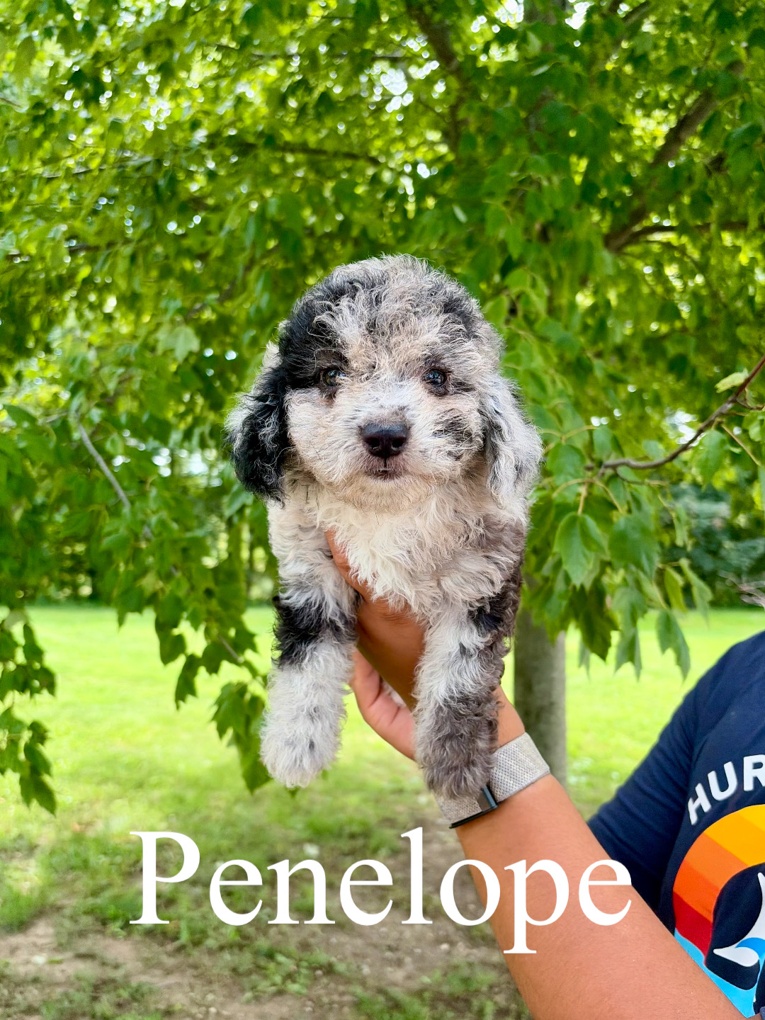 Penelope 1